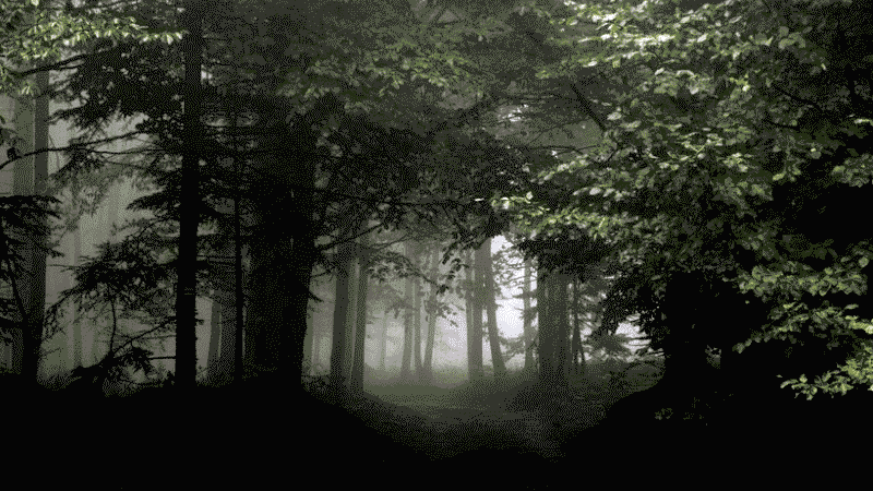 bosque_oscuro